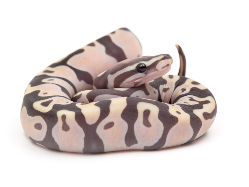 Scaleless