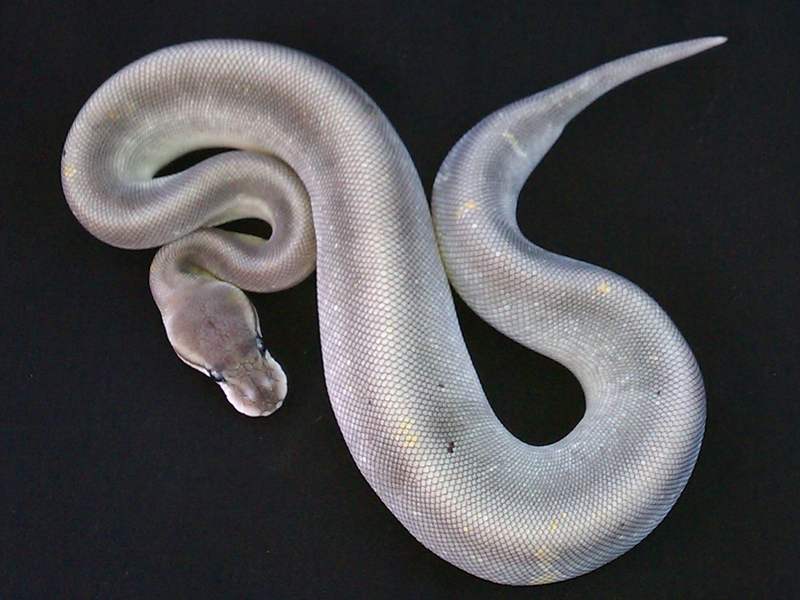 Silver bullet Lesser