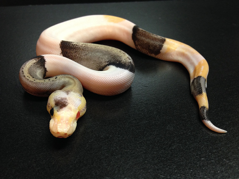 Silver Streak Albino Piebald