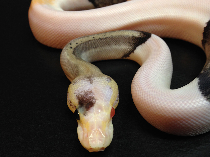 Silver Streak Albino Piebald