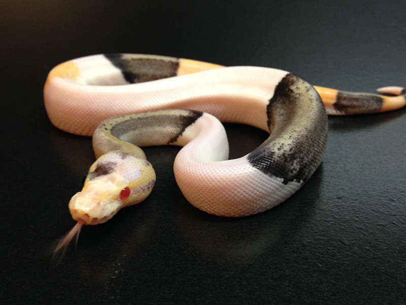 Silver Streak Albino Piebald