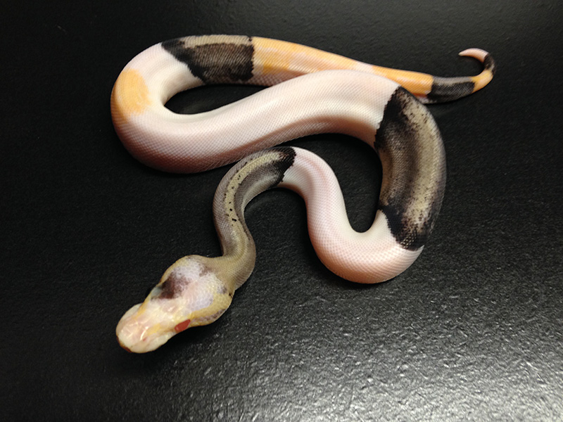 Silver Streak Albino Piebald