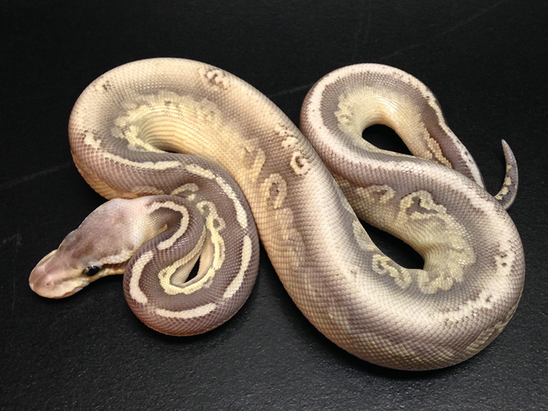 Silver Streak Ball Python