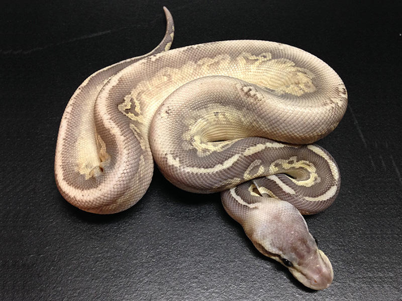 Silver Streak Mojave