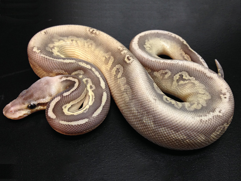 Silver Streak Mojave