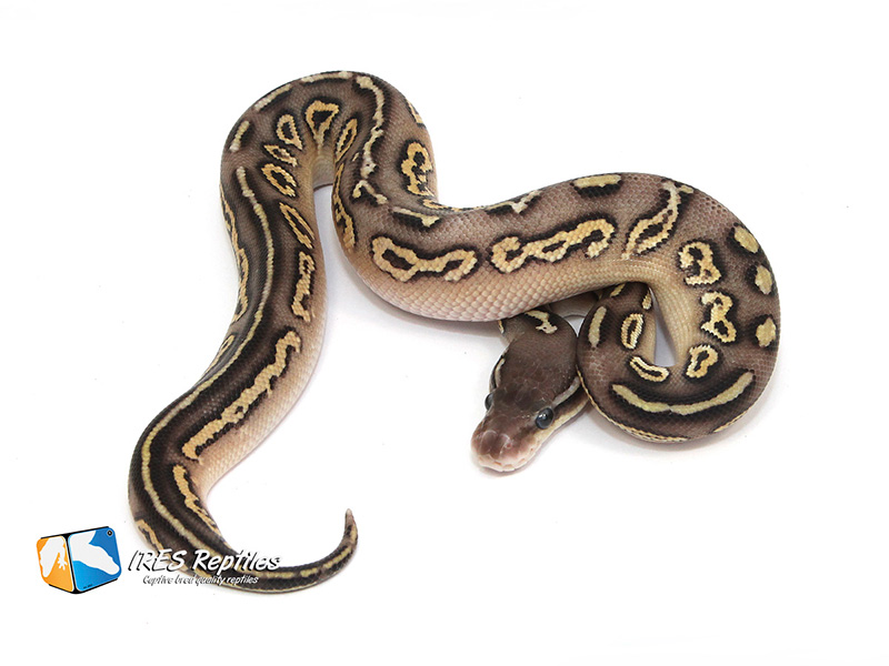 Silver Streak Mojave