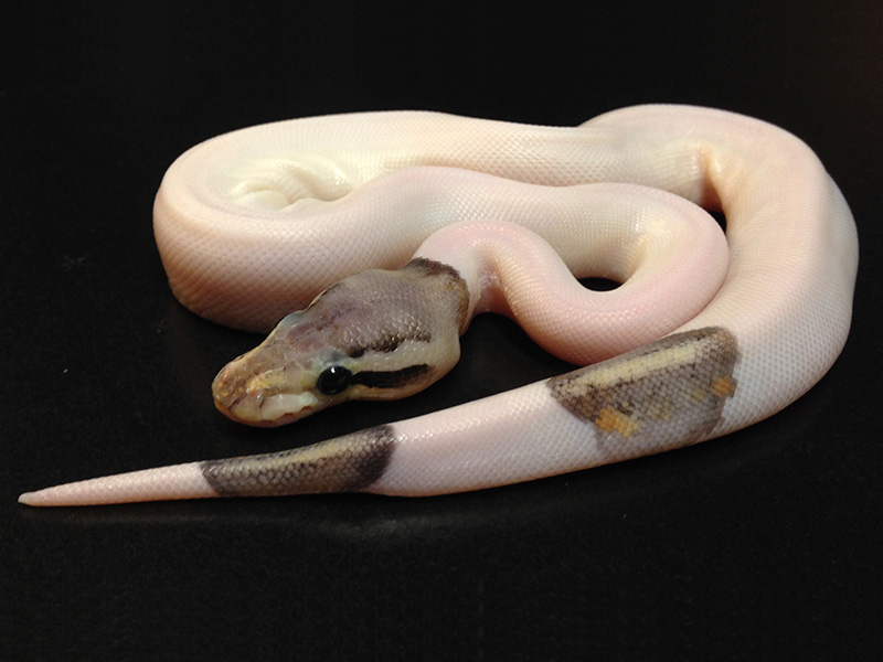 Silver Streak Pied