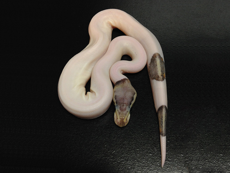 Silver Streak Pied