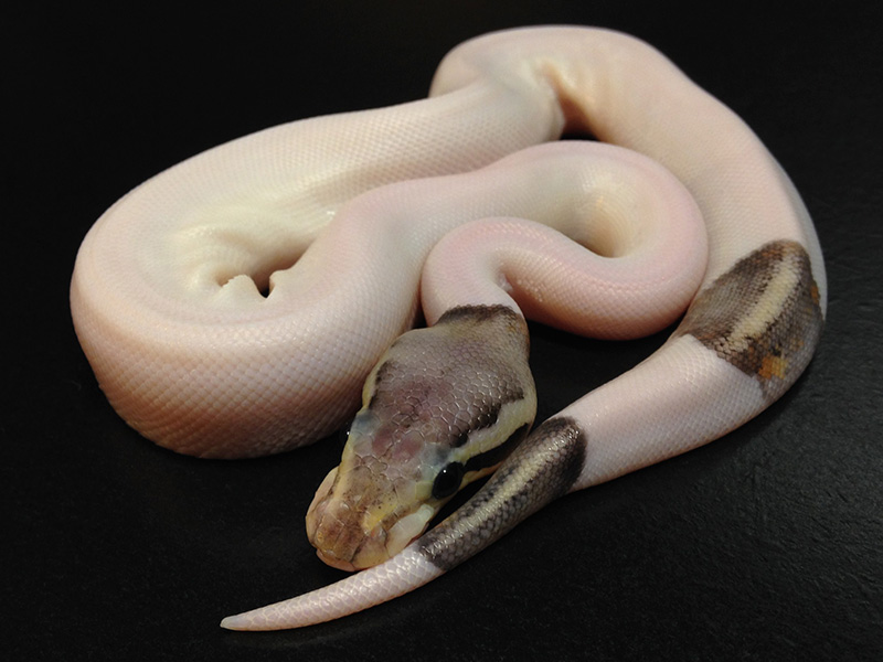 Silver Streak Pied