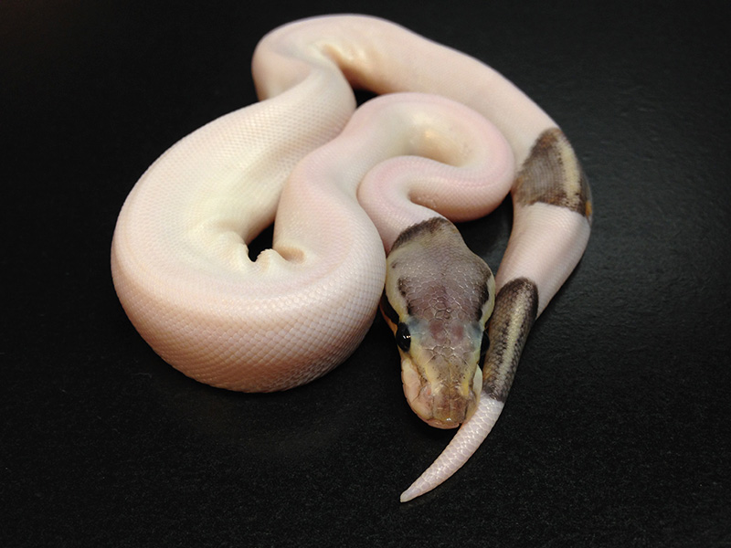 Silver Streak Pied