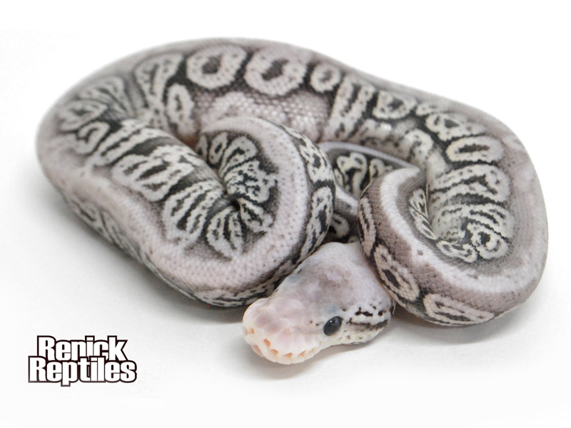 Silver Streak Ball Python