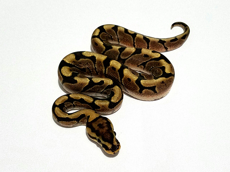 Spark Woma