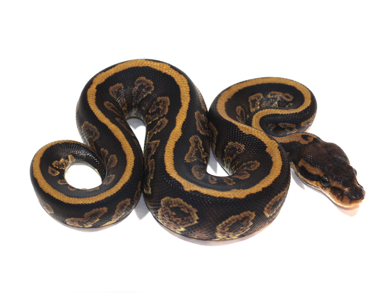 Specter Mahogany - Morph List - World of Ball Pythons