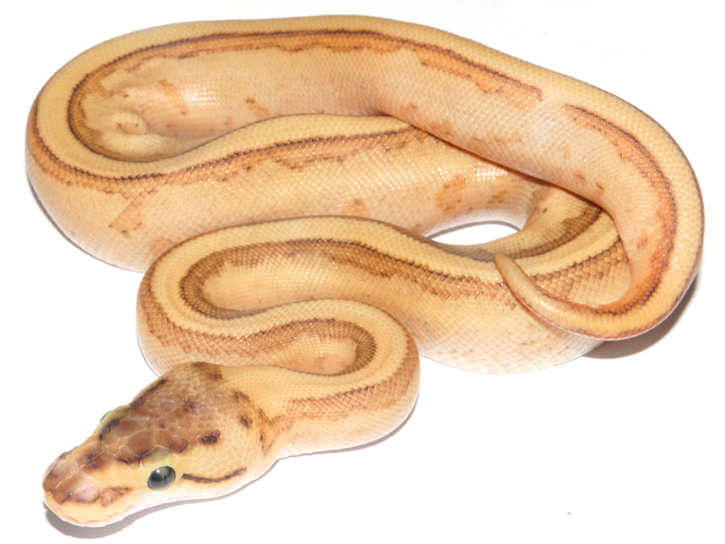 Specter Yellow Belly Enchi Hidden Gene Woma Granite Pinstripe