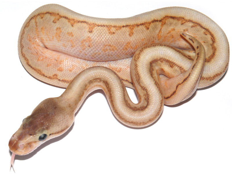 Specter Yellow Belly Enchi Pinstripe