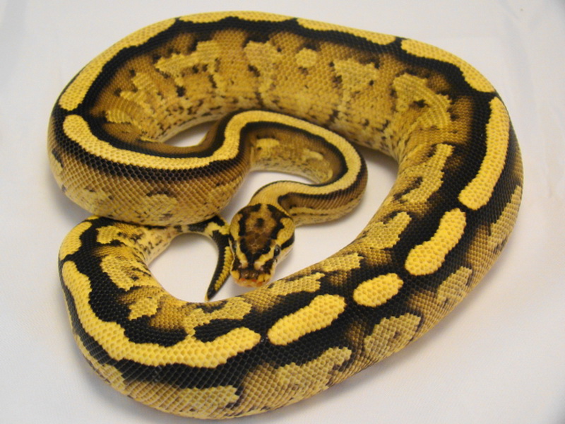 Specter Yellow Belly