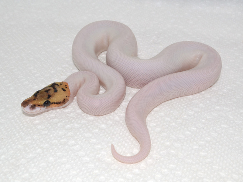 Spider Yellow Belly Pied