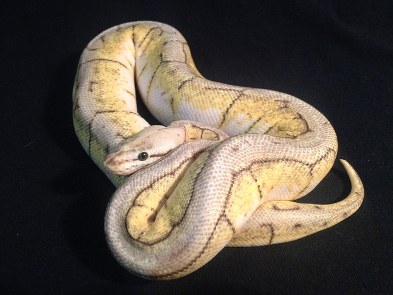 Morph List - World of Ball Pythons