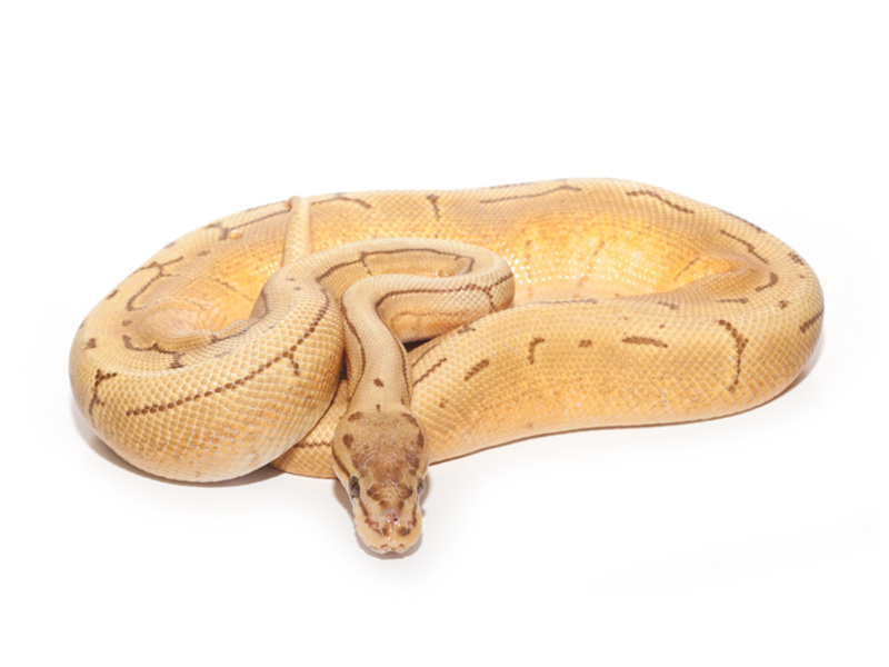 Spinner Caramel Albino