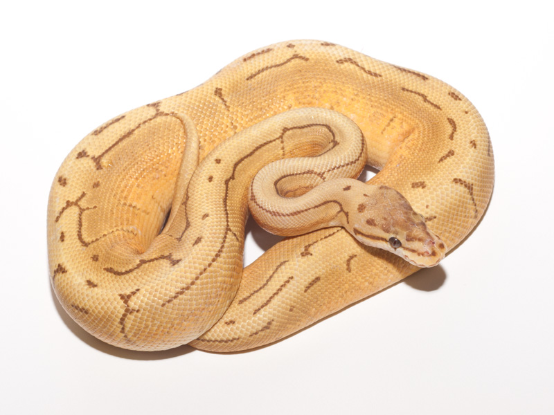 Spinner Caramel Albino