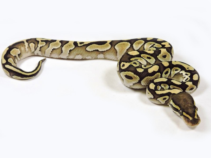 Morph List World of Ball Pythons