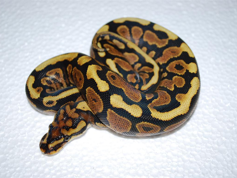 Spotnose Yellow Belly
