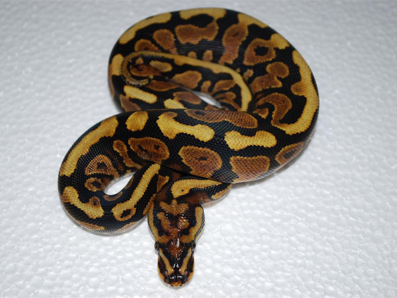 Spotnose Yellow Belly