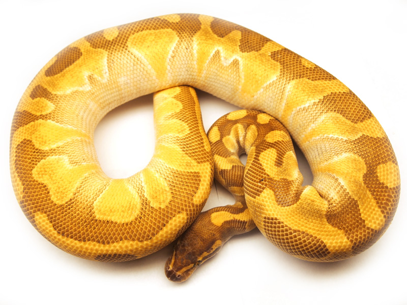 Static Enchi Lesser