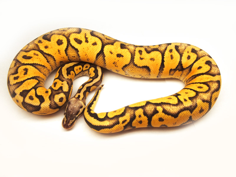 Static Super Pastel Yellow Belly