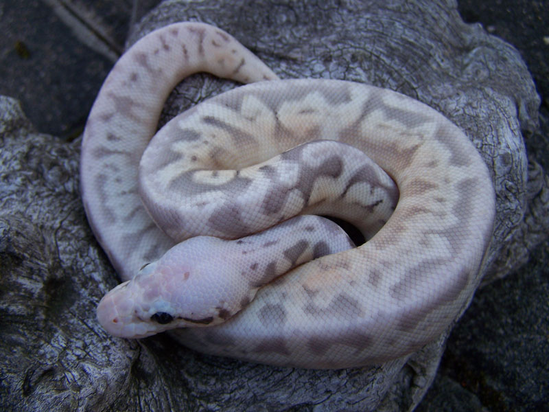 Sterling Bee Ball Python