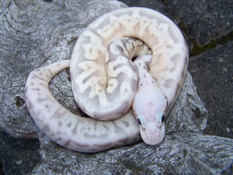 Sterling Bee Ball Python