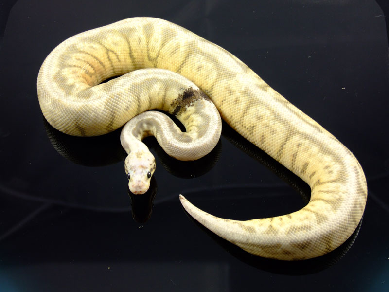Sterling Bee Ball Python