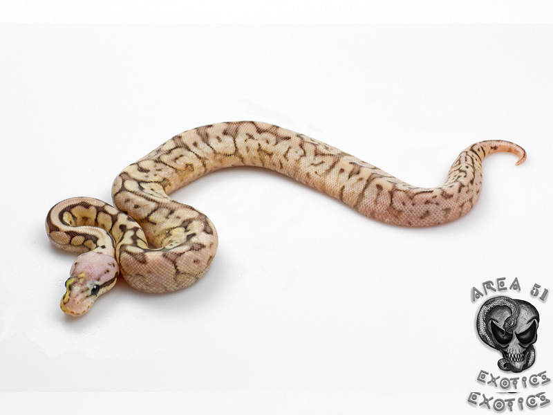 Sterling Bee Ball Python