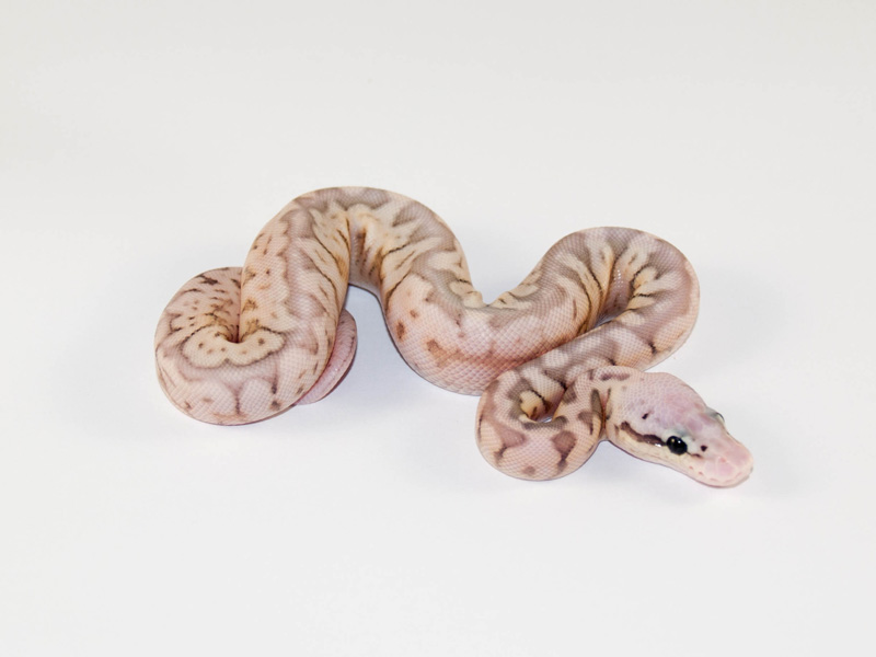 Sterling Bee Ball Python