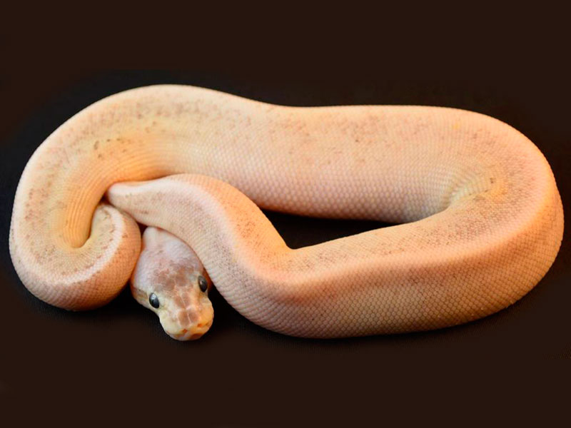 Sterling Bee Ball Python