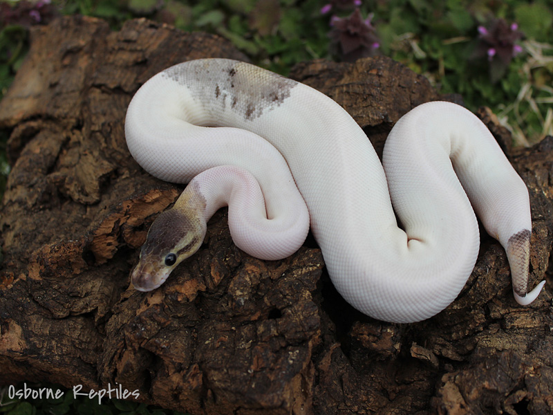 Sterling Bee Ball Python