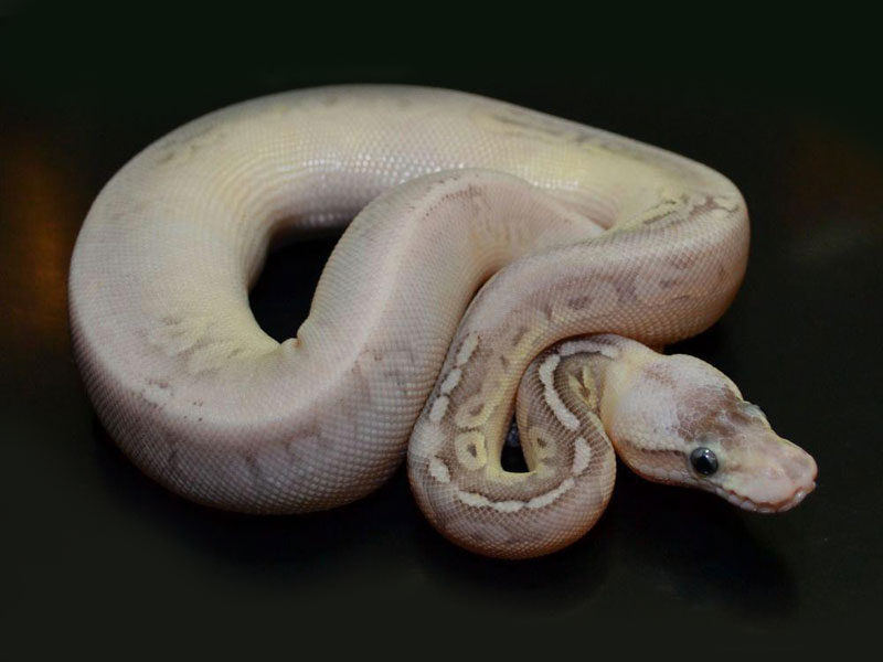 Morph List - World of Ball Pythons