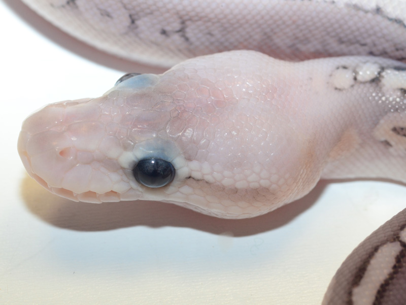 Morph List - World of Ball Pythons