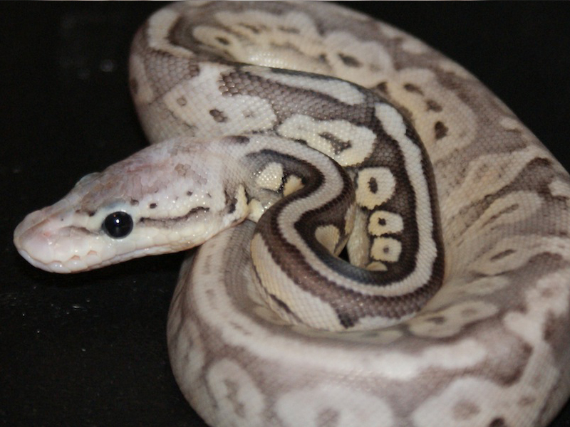 Morph List - World of Ball Pythons