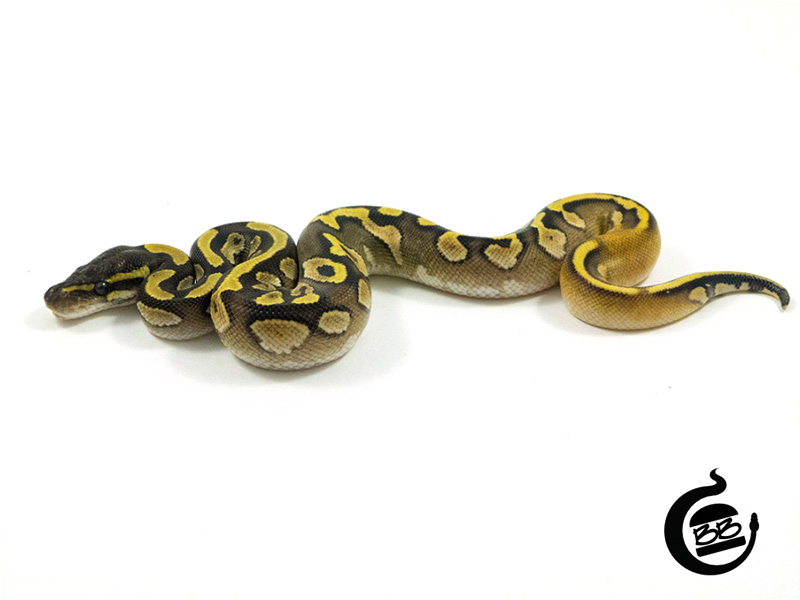 Sugar Mojave Yellow Belly