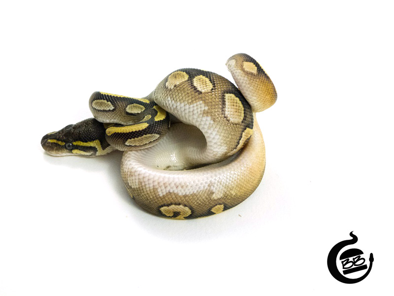 Sugar Mojave Yellow Belly