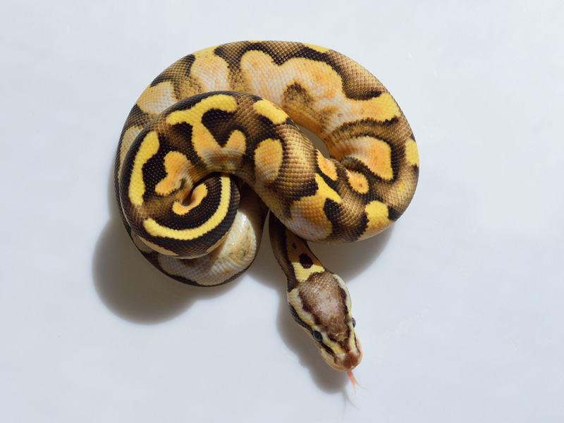 Sulfur Calico Pastel Yellow Belly