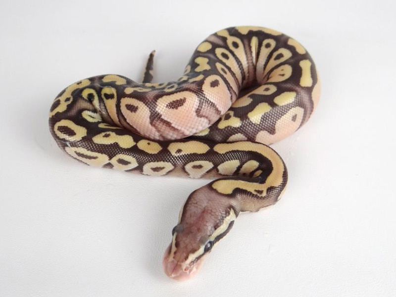 Sulfur Mojave Pastel