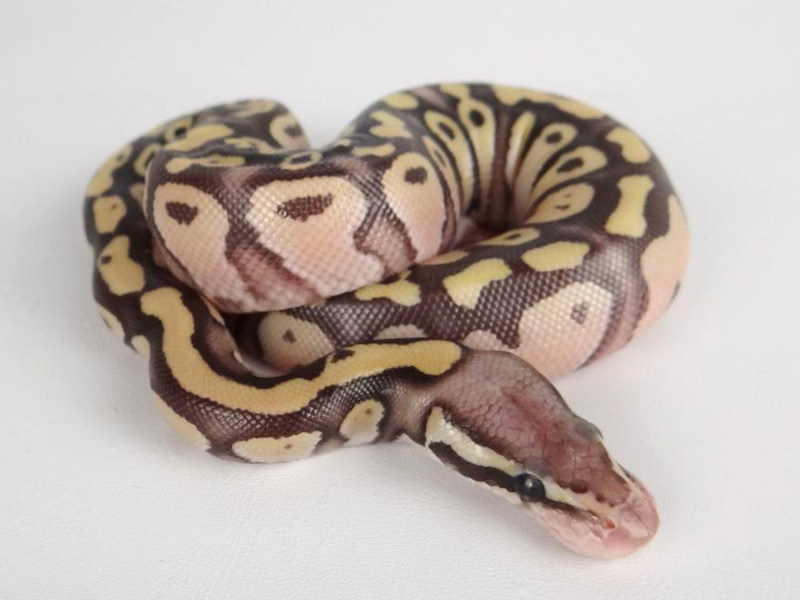 Sulfur Mojave Pastel