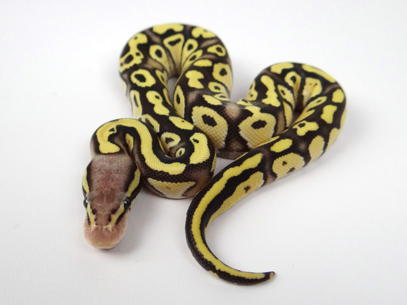 Sulfur Mojave Pastel