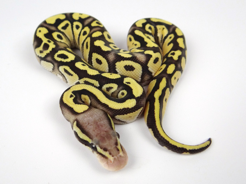 Sulfur Mojave Pastel