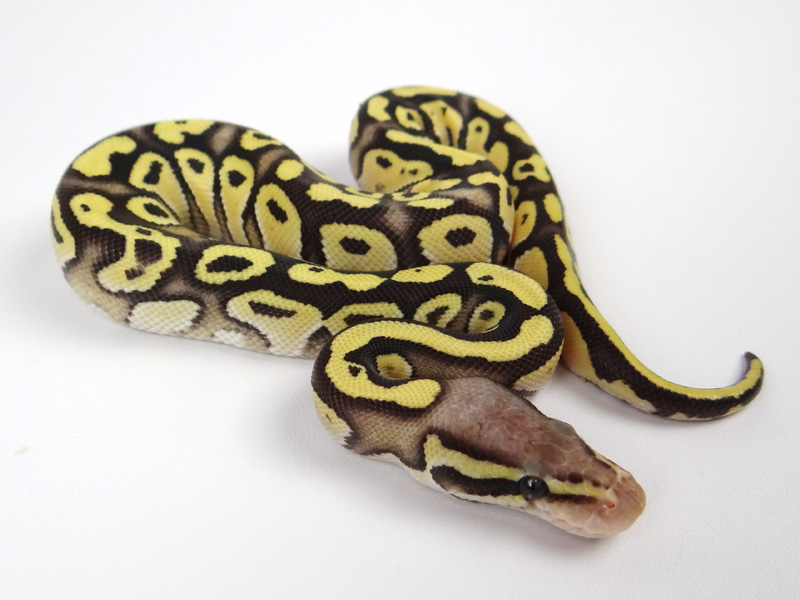 Sulfur Mojave Pastel