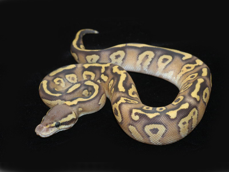 Sulfur Mojave Pastel