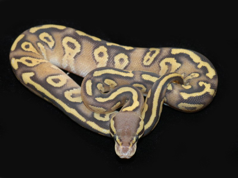 Sulfur Mojave Pastel