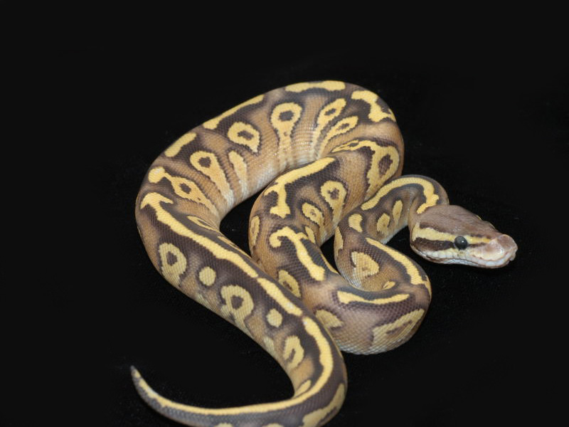 Sulfur Mojave Pastel